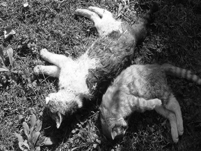 在记者随机采访的10余位业主中,绝大多数业主称,流浪猫遭连环虐杀