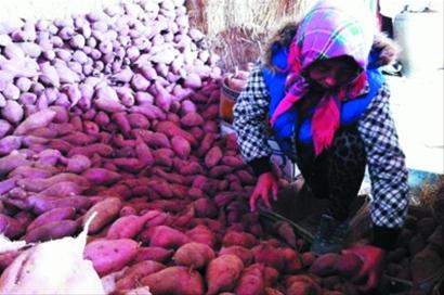 辽宁瓦房店千万斤地瓜滞销村民急出病(图)