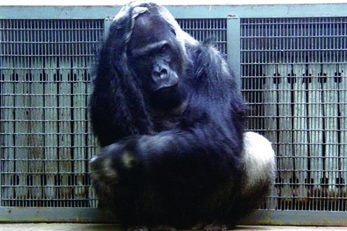 动物园内悠闲过冬河马泡温泉大象睡热炕(图)