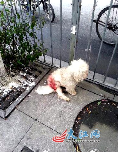 主人驱使自家狗攻击流浪狗 面对指责面带笑意(图)