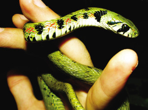 无毒小型宠物蛇图片