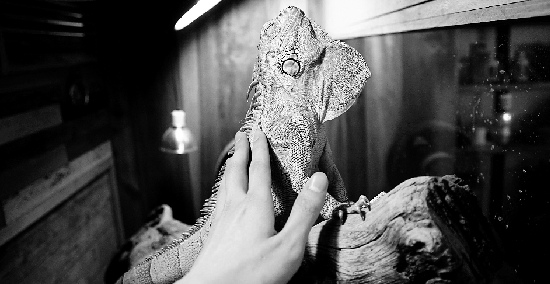 企业办公室内养一米长蜥蜴性情温和受宠爱(图)