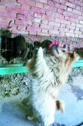 ����С������ѧ���л���ģ��Ů����������ͼ��