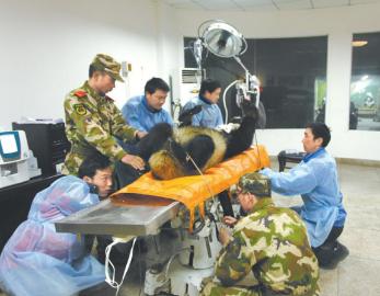 Ұ����è����Ĺ���ɽ��Ⱥ�����ȶ����񲻼�