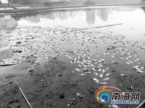 ���ڽ�ţ����ɳ��ִ�������ˮ��ֳ���ˮֱ��