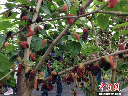 ����������԰�����˹����ɣ�۲�Ʒ��