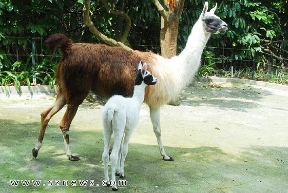 Ұ������԰�������¶�������������̬���䣨ͼ��