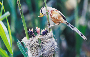 ��������è��ʧ��20��������������׷����ͼ��