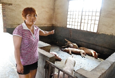 ����һ������300��ͷ���������������ҩ�й�