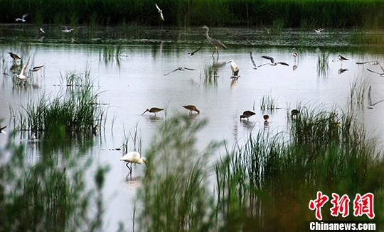 ������ʪ�أ��й���������ġ�������԰��