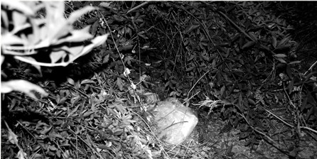 ��Ӥ������������ȫ���������ϸ�ĸ��17�꣨ͼ��