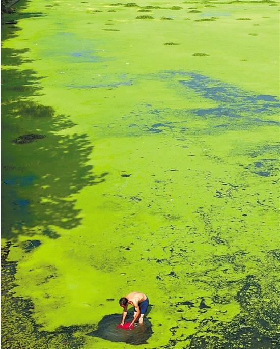 ������Ⱦ�º���ˮ�ݷ賤���������ԭ����ͼ��