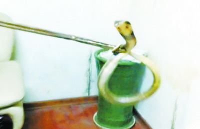 ���Ӽ�ɳ���¡���Ҷ����������һ���۾��ߣ�ͼ��