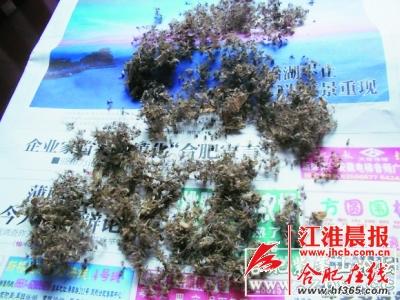 合肥“捕蚊哥”自制“神器”月捕杀上万只(图)