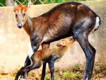 �������������լ��СƢ������Բ������Լ���ͼ��