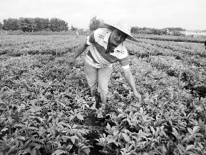 ��Դ��ȱ�����ţ������ɺ��ϡ����Ʒ��