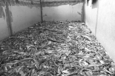 海口焚烧销毁10万斤农药残留超标"毒鲶鱼"