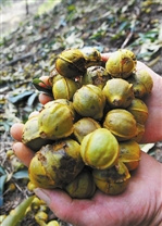 杭州临安山核桃受灾严重“摇钱树”变“伤心树”