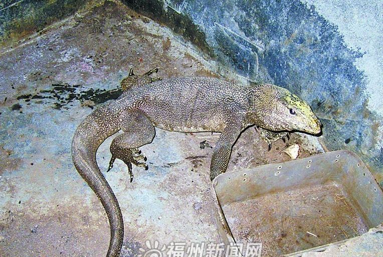 福建闽侯发现孟加拉巨蜥一天要吃一斤肉(图)
