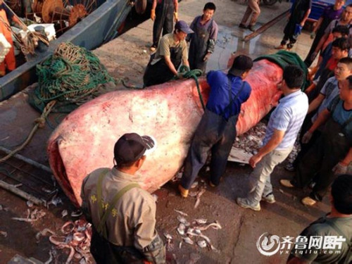 ɽ�������������첶��3����ר�ҳ���ɱ����Υ��