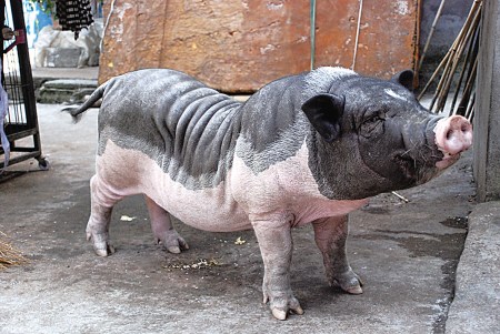 �������������ɴ�������˵���Ӱ���ھӣ�ͼ��