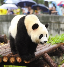 ���ݶ���԰����è�����ơ����ɻ��سɶ������ס�