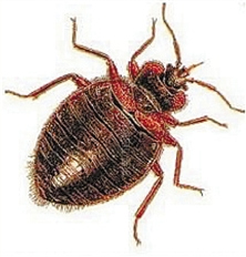 ����������������Ѫ�����Ӧ������֯רҵɱ��