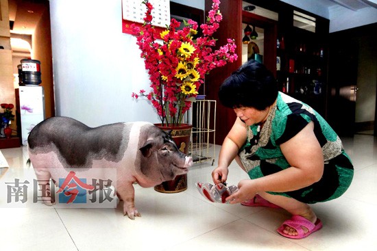 网友晒家养宠物囧事小香猪养成大肥猪(图)