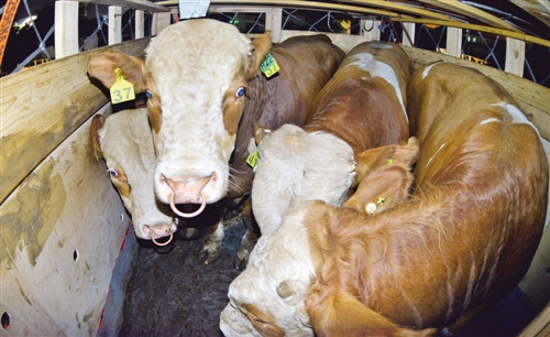 �������������׸���ţ���˺�����أ�ͼ��