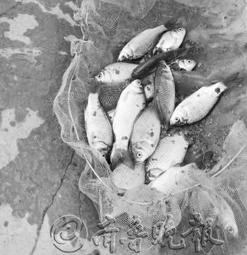 烟台一河流污染严重河里出现大批死鱼(图)