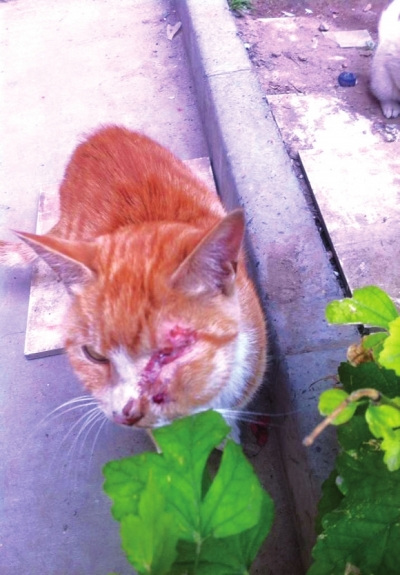 ����è�����񶾴��۾����������±�������ͼ��