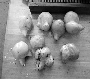 �人�֡����̥����������״����������񶦣�ͼ��