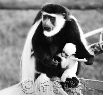 ��ϼ�ڶ���԰�ٵ��ڰ������ë����ģ���ɰ���ͼ��