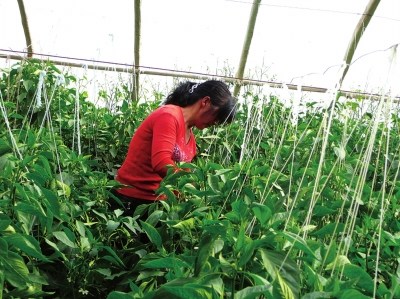 ��ͨ�񸾼���ŵ������9��������ծ8��Ԫ��ͼ��