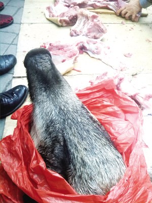 ��ͷ��Ұ�����Сʱ�����������ʿ�ƶ�Ϊ����