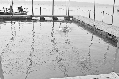 长江监利江段两头江豚被困渔网一头重伤死亡(图)