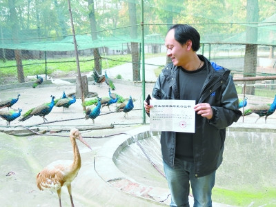 受伤小白鹤现身武汉涨渡湖食物中毒已送医救治