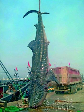 山东渔民三天捕捞三条死亡鲸鲨其一重10余吨(图)