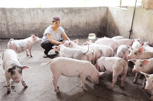 城里媳妇为照顾瘫痪丈夫回到农村当“猪倌”(图)