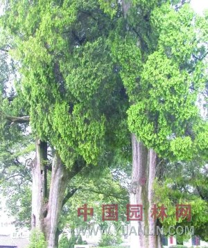 �Ͼ���ɽ�꾰�������ء���ľȫ��������ͼ��