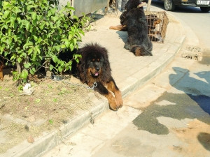 男子路边售卖十只藏獒吓坏路人称沿路过来没咬人