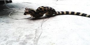 ��������С��èҹ��С�Ե����򼢺�������ɽ