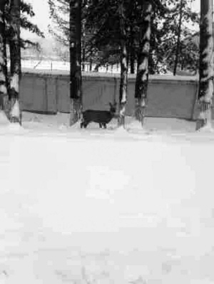 吉林延边:疑因大雪封山食物少狍子闯进市区觅食