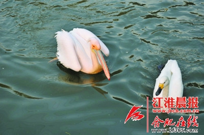 公鹈鹕白天鹅演“不伦之恋”母鹈鹕黯然神伤(图)