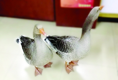 男子草坪上救两只大鸟经查是二级“国保”大雁