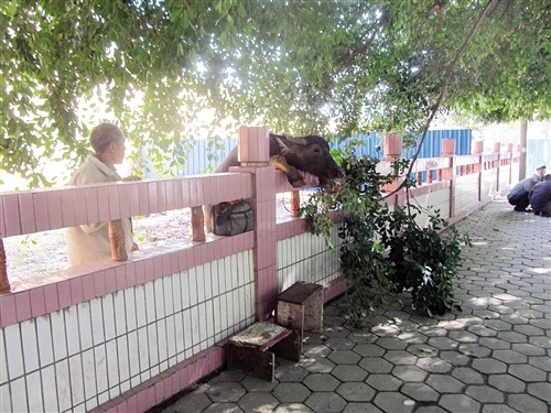 ˮţ����ק�������˿����Ӵ�Ů��һ����ѱ����ţ