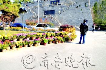 网传“市民哄抢菊花”实为赠送官方称是多年传统