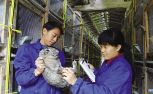 大学生夫妻放弃20多万元年薪返乡养兔创业(图)