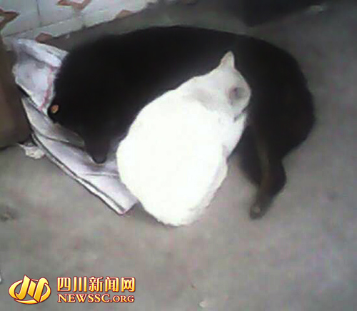 ��ڹ���֭����С��è6��Сè������������ͼ��