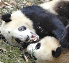 大熊猫黑眼圈变白经查患上皮肤寄生虫(图)